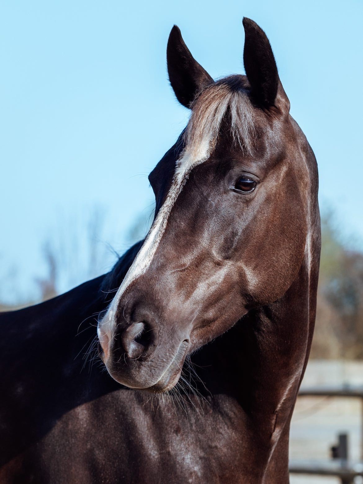 Home cheval pour séances de développement personnel