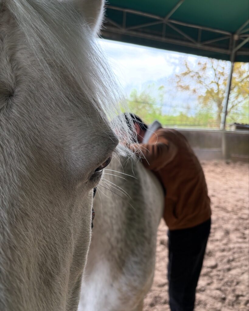pleine conscience avec un cheval