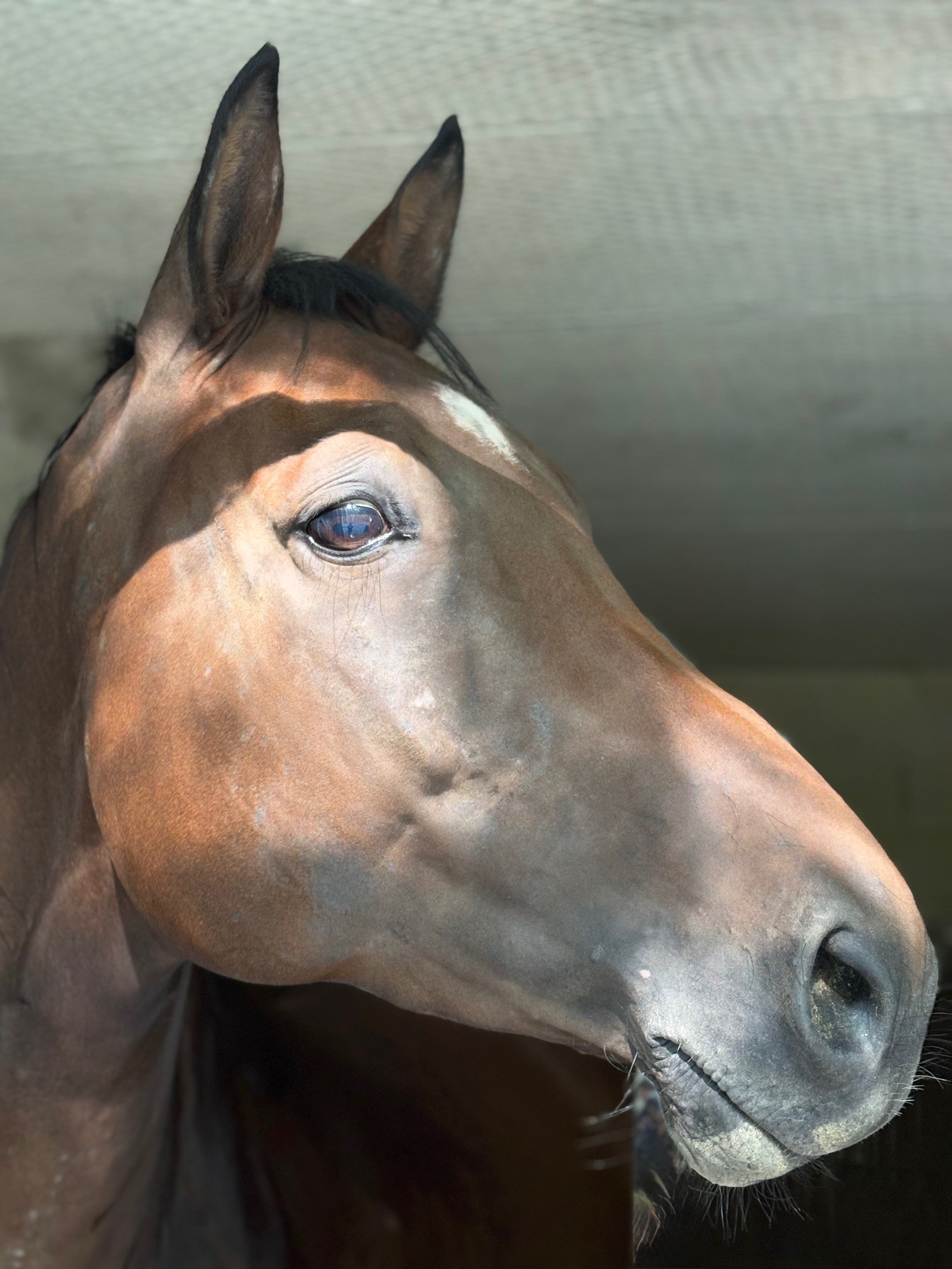 Home cheval médiation équine